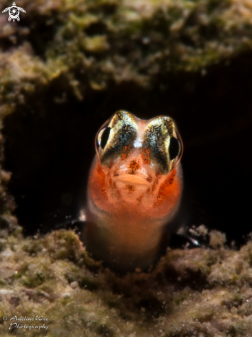 A Blenny