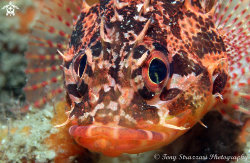 A Pygmy Rock Cod