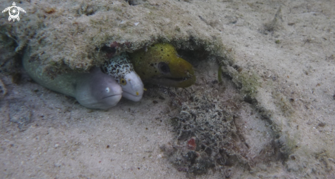 A White Eyed Moray, Black Spotted Moray, Fimbriated MOray