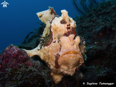 A Frogfish