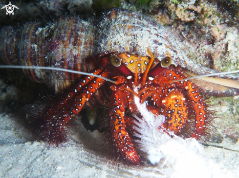 A Hermit Crab