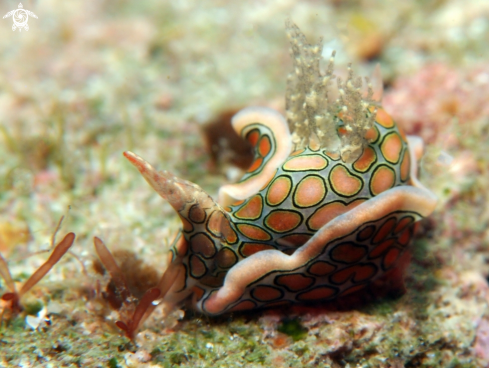 A Sagaminopteron Psychedelicum | Psychedelic Batwing slug