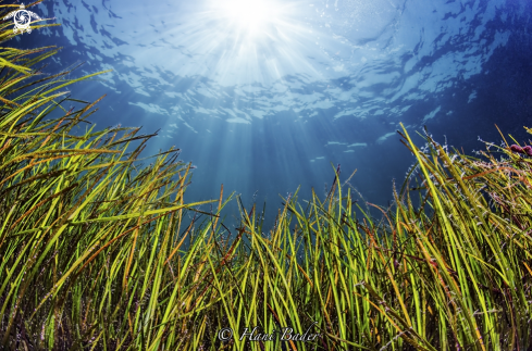 A seagrass