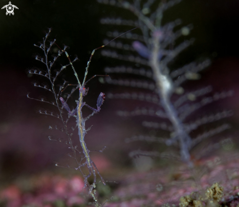 A Skeleton shrimp