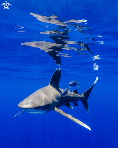 A Carcharhinus longimanus | Oceanic White Tip Shark