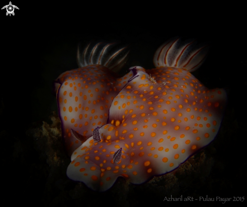 A Nudibranch