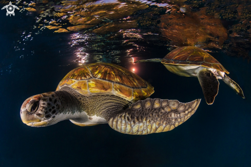 A Chelonia mydas | Green turtle