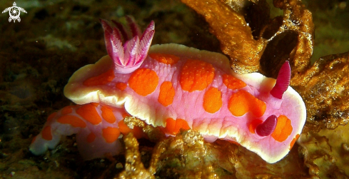 A Nudibranchs
