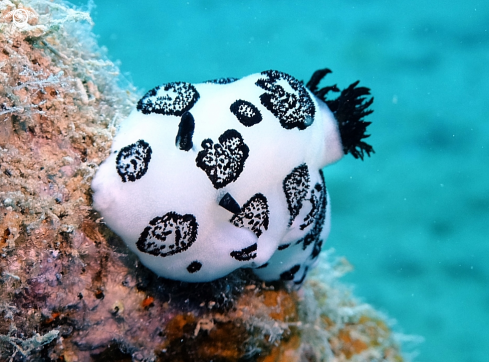 A Nudibranchs