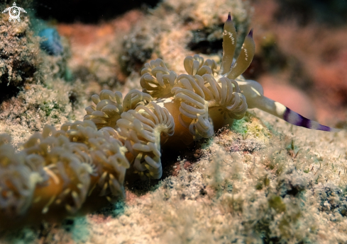 A Nudibranchs