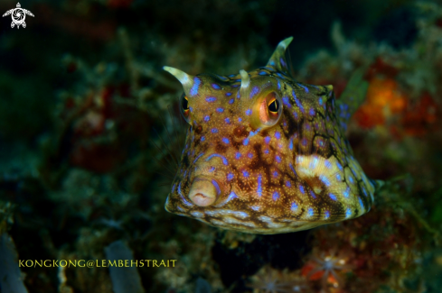 A Cowfish