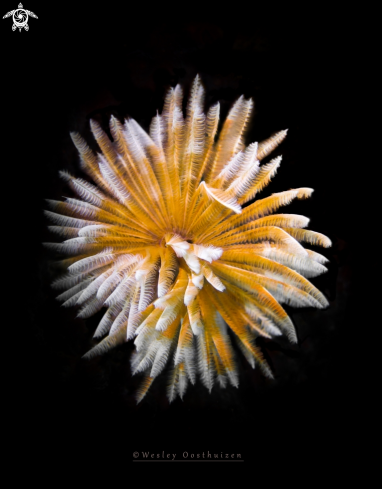 A Feather Duster Worm