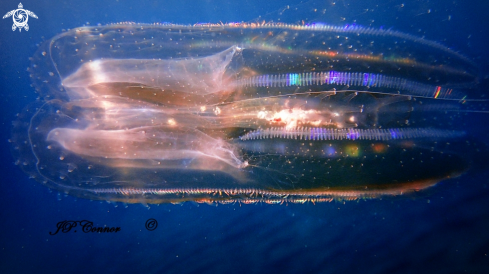 A Ctenophore