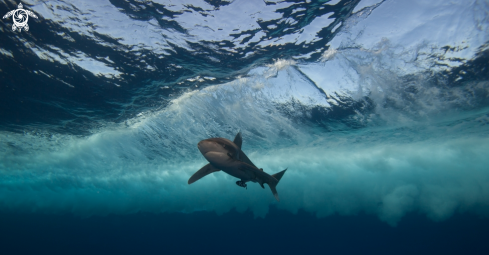 A Oceanic White tip