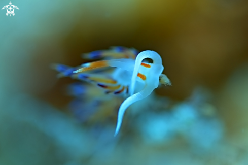 A Nudibranchia