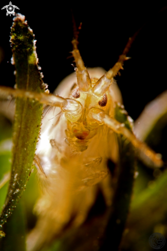 A side swimmer (gammarus sp.)