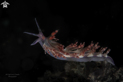 A flabellina | flabellina