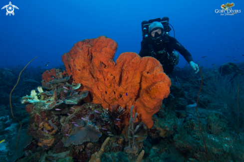 A Orange elephant ear sponge