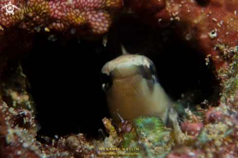 A Blenny