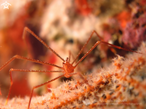 A Spider Squat Lobster 