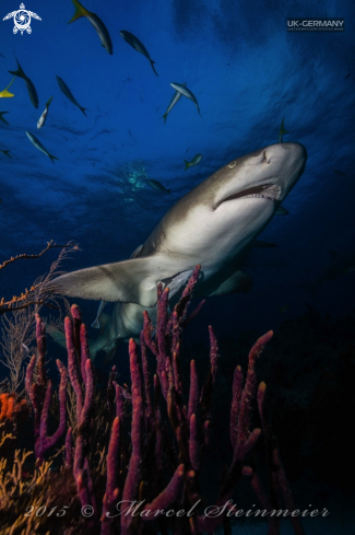 A Lemon shark