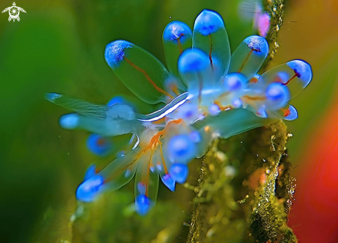 Nudibranch