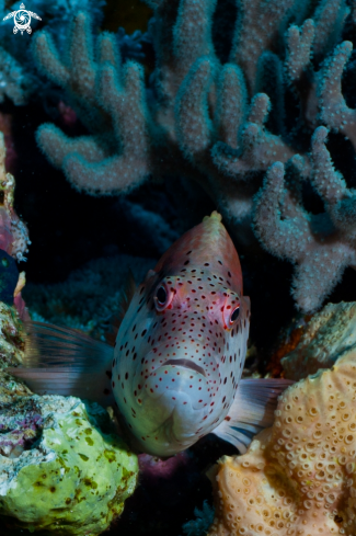 A Paracirrhites forsteri  | Blackside hawkfish