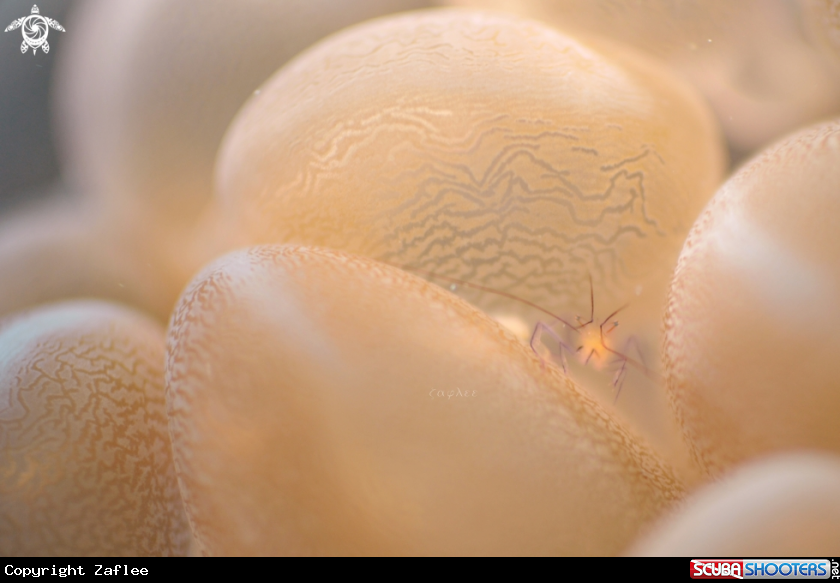 A Buble Coral Shrimp