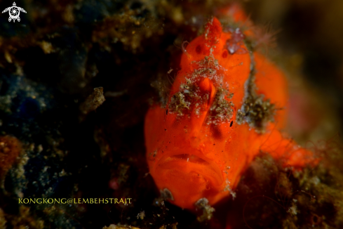 A Frogfish