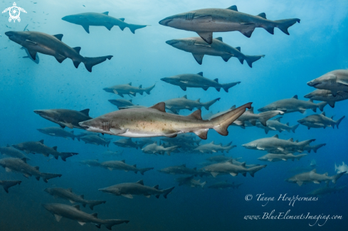 A Carcharias taurus  | Sand Tiger 