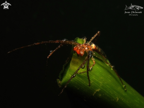 A Vodeni pauk / Water spider