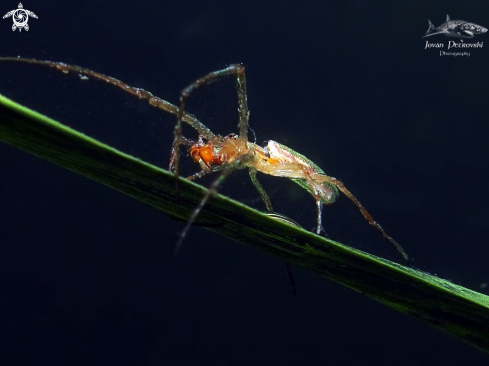 A Vodeni pauk / Water spider