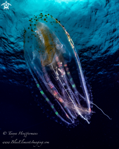 A Leucothea pulchra | Comb jelly