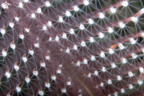 A Sea pen