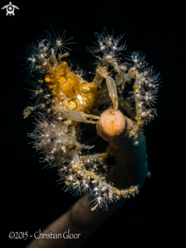 A Spider crab