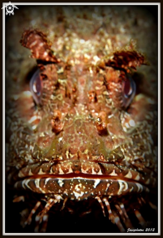 A scorpionfish