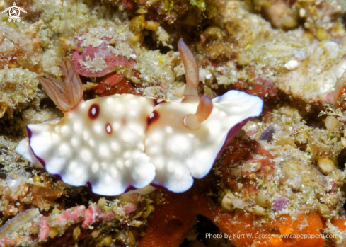 A Nudibranche