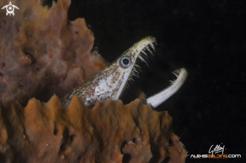 A Gymnothorax moringa | Spotted Eel