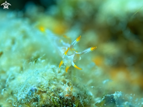 A Nudibranchia