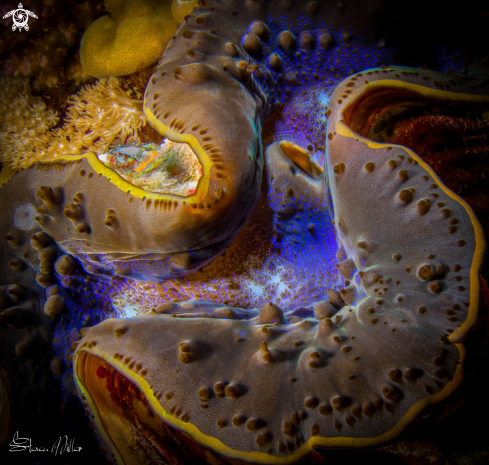 A Giant Clam