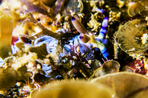 A Pteraeolidia ianthina (Angas, 1864)  | Nudi