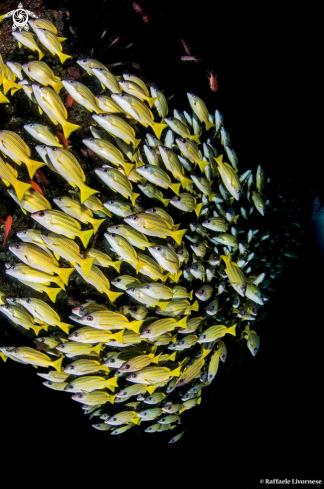 A Bluestripe snappers