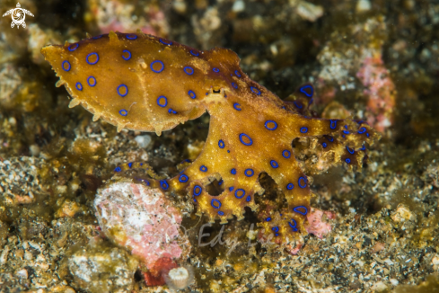 A Blue ring octopus