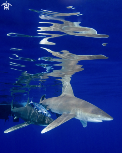 A Oceanic White Tip Shark