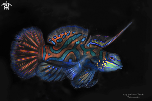 A mandarin fish