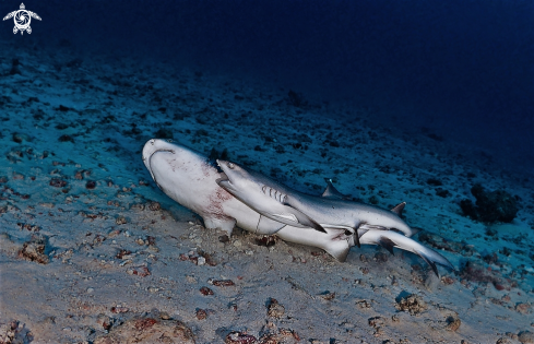 A Whitetip reef shark