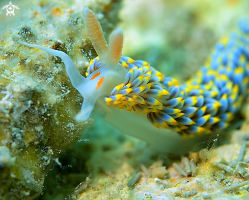 A Nudibranchia