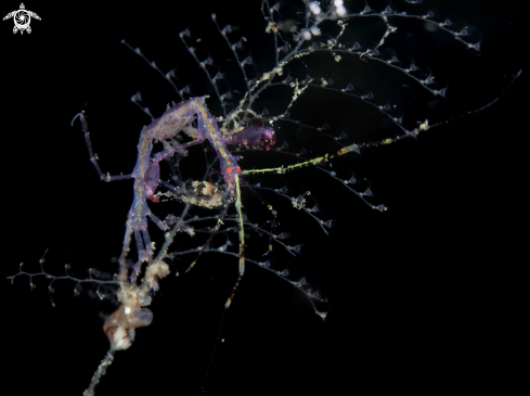 A Skeleton shrimp