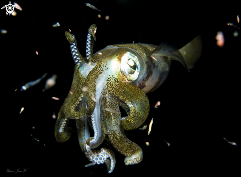 A Bigfin Reef squid