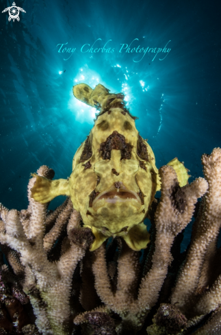 A Frogfish 